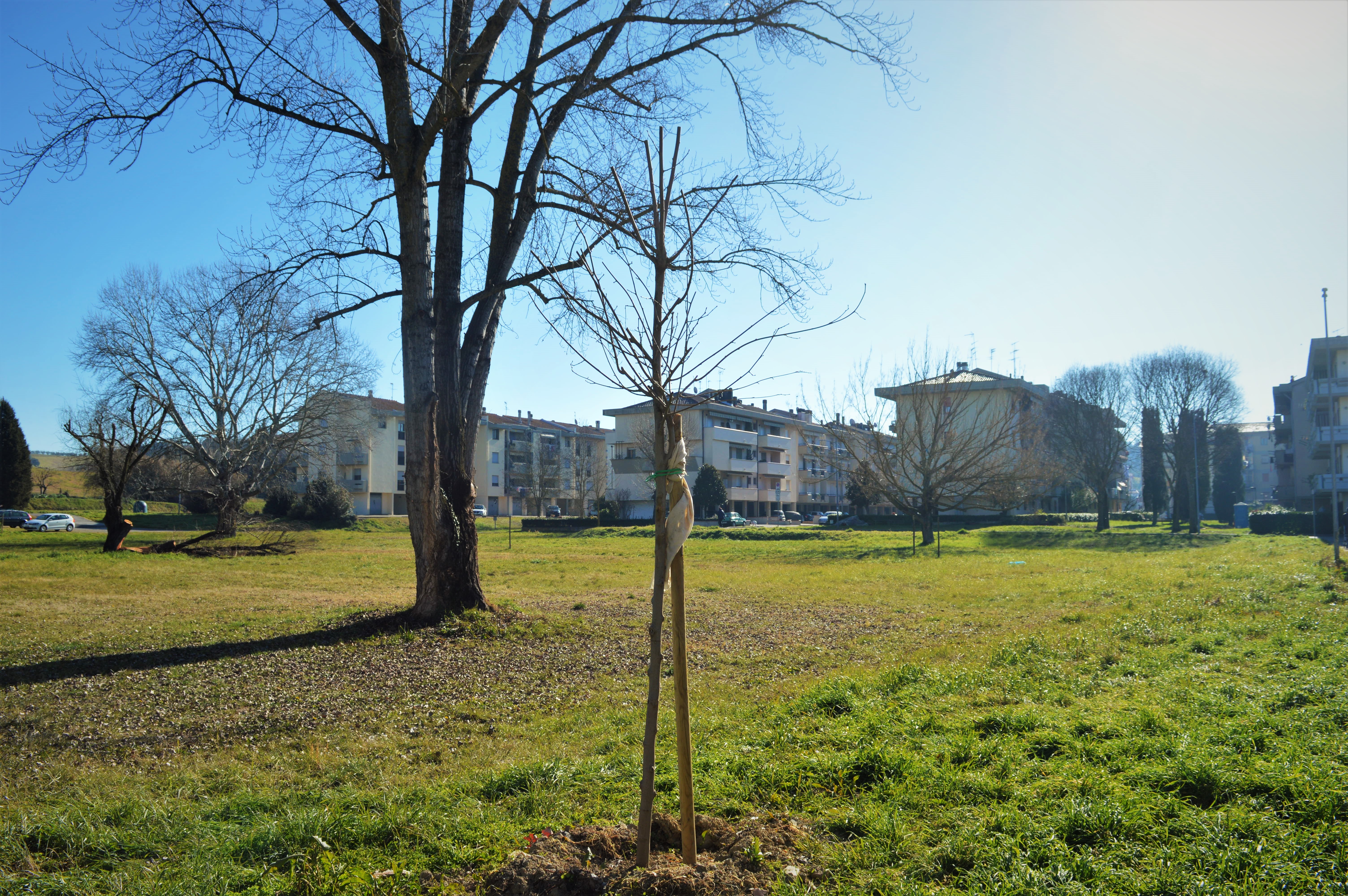 Un albero di gelso in ricordo del marito. È la prima donazione dall’approvazione del nuovo regolamento per il verde