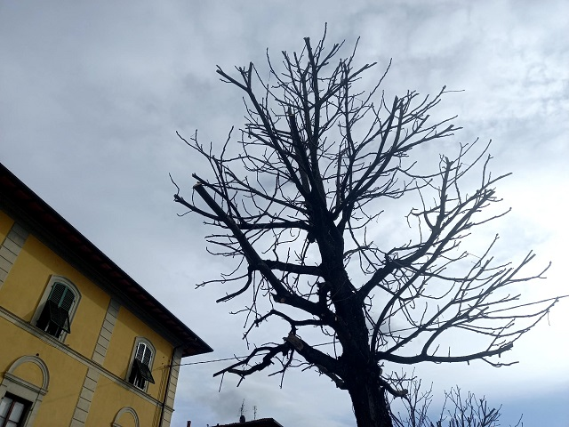 Manutenzione e potatura degli alberi: temporanea chiusura di Via Trieste